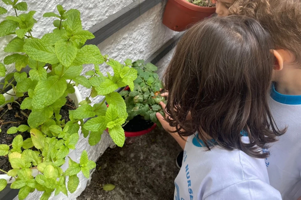 Crianças da Educação Infantil, vestindo uniformes da Baby Nurse, exploram uma horta escolar. Elas observam e tocam delicadamente as plantas cultivadas em vasos, incluindo hortelã e pequenos tomates verdes, vivenciando uma atividade de contato com a natureza.